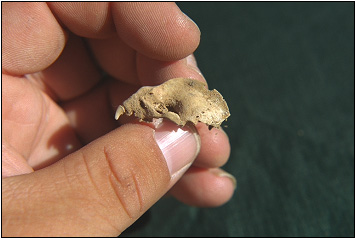 bat skull